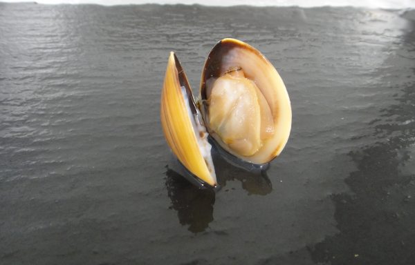 BOILED BROWN CLAM