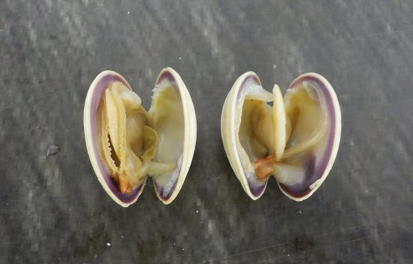 CHILEAN BABY CLAM